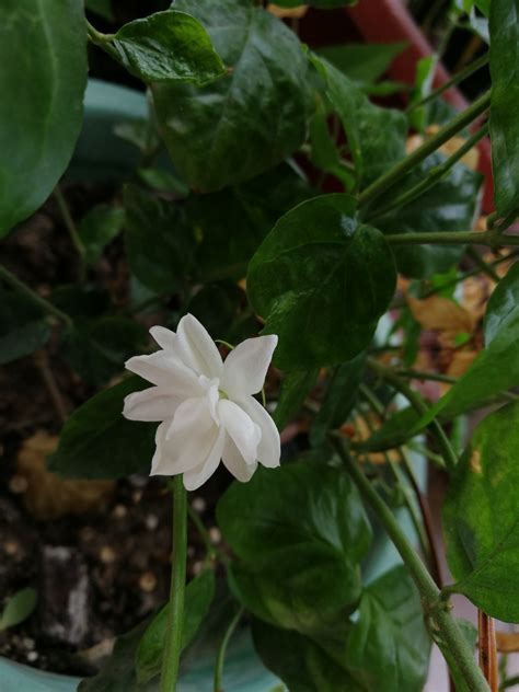 茉莉|茉莉花(木樨科素馨屬植物):形態特徵,主要品種,單瓣茉。